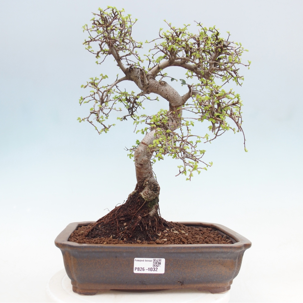 Pokojová bonsai - Ulmus parvifolia - Malolistý jilm