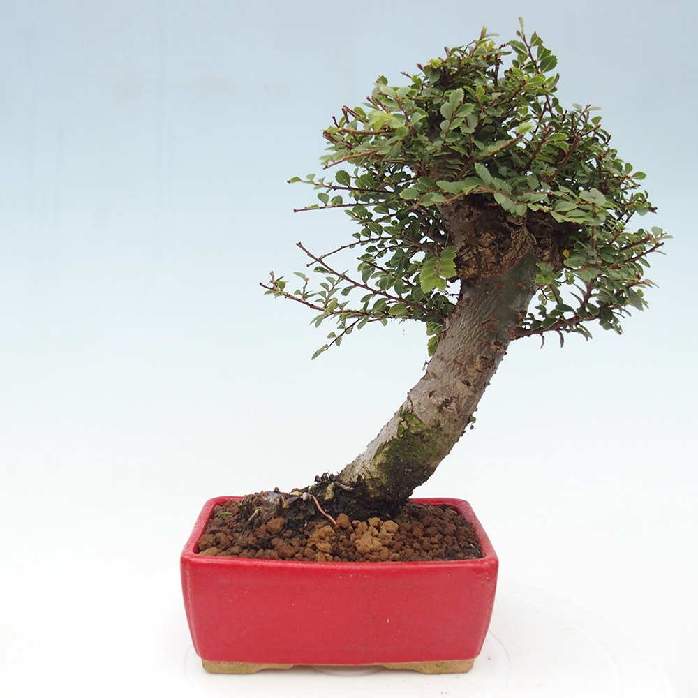 Venkovní bonsai - Ulmus parvifolia Hokkaido - jilm Čínský