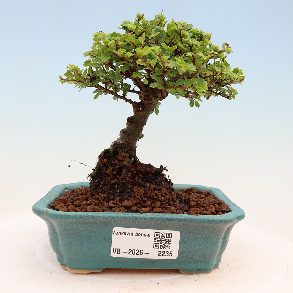 Venkovní bonsai - Ulmus parvifolia Sagei - Malolistý jilm