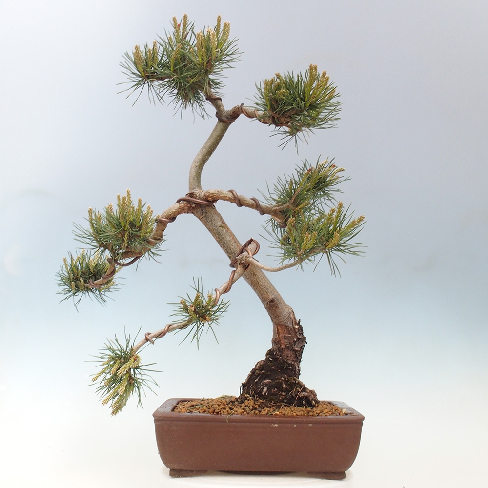 Venkovní bonsai - Pinus Sylvestris Watererri - Borovice lesní