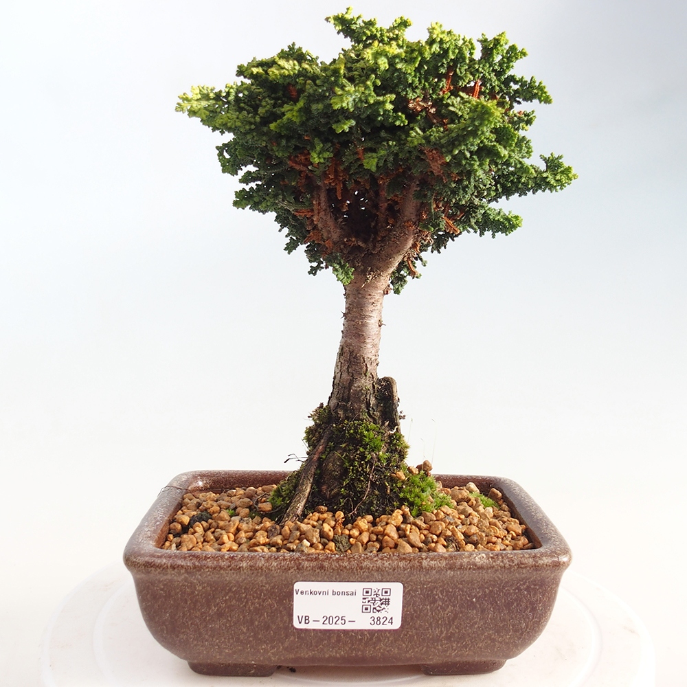 Venkovní bonsai - Cham. obtusa SEKKA HINOKI - Cypřišek