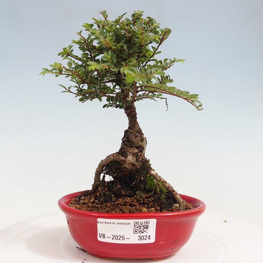 Venkovní bonsai - Ulmus parvifolia Sagei - Malolistý jilm