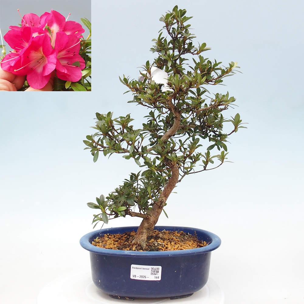 Venkovní bonsai - Japonská azalka - Azalea Reiko