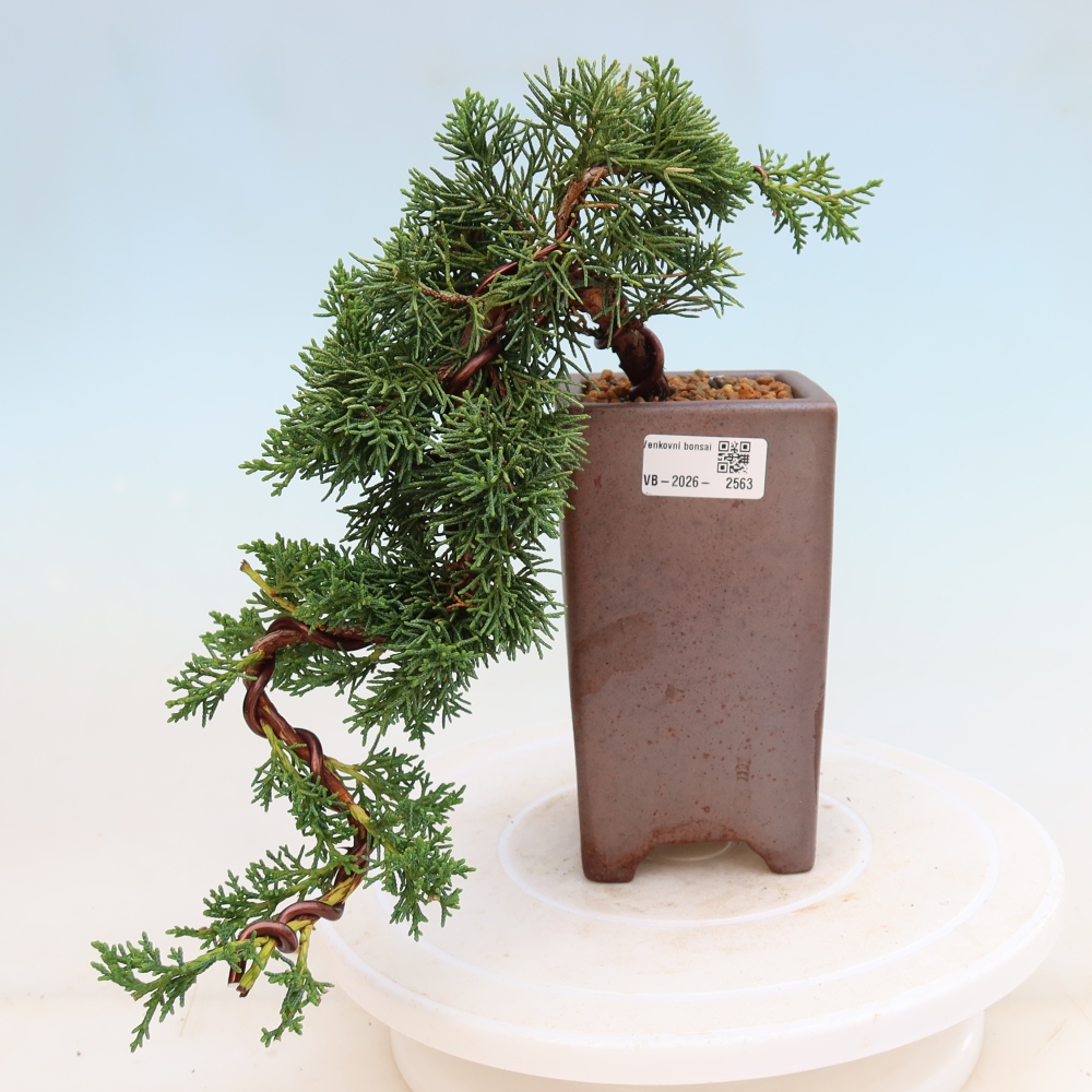 Venkovní bonsai - Juniperus chinensis Kishu -Jalovec čínský