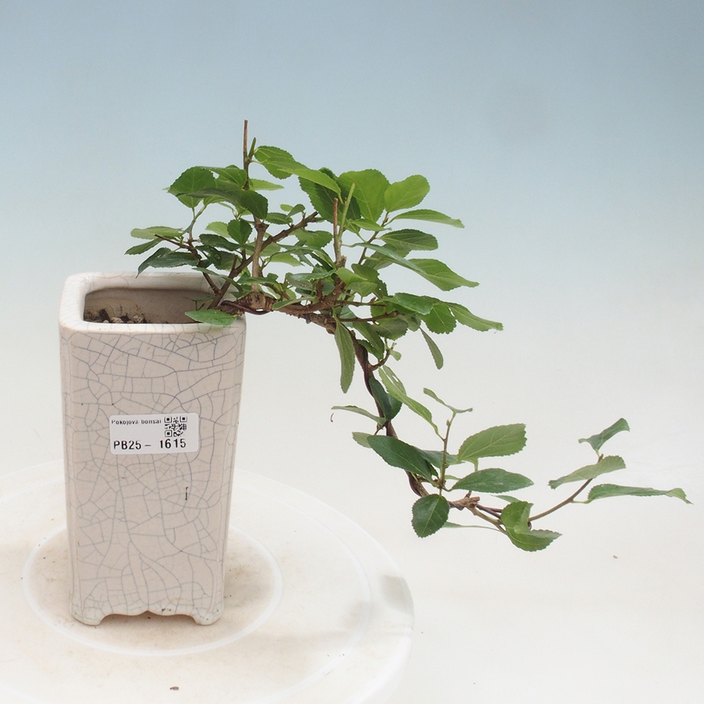 Pokojová bonsai - Grewia occidentalis - Hvězdice levandulová