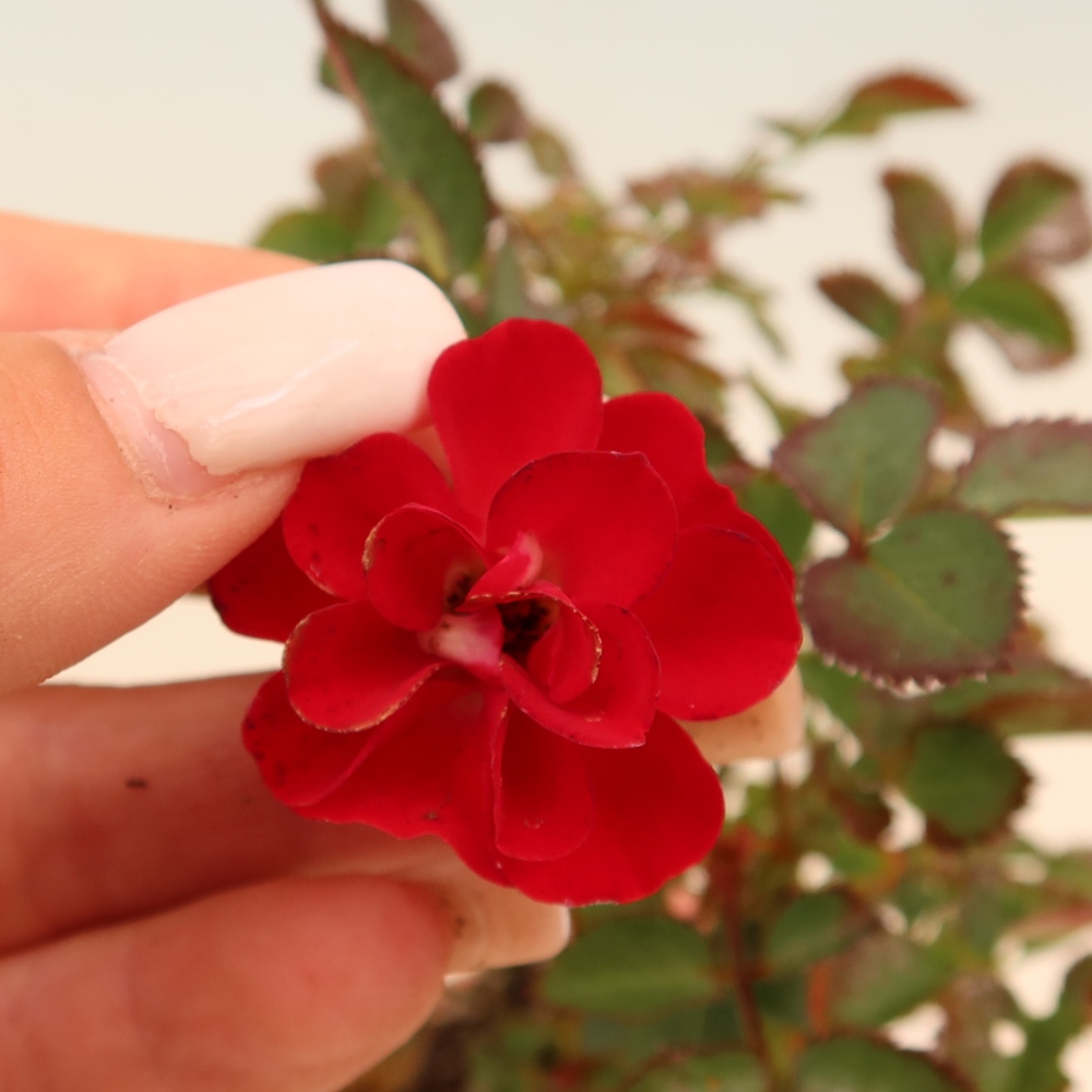 Venkovní bonsai - Rosa Kordes -  růže