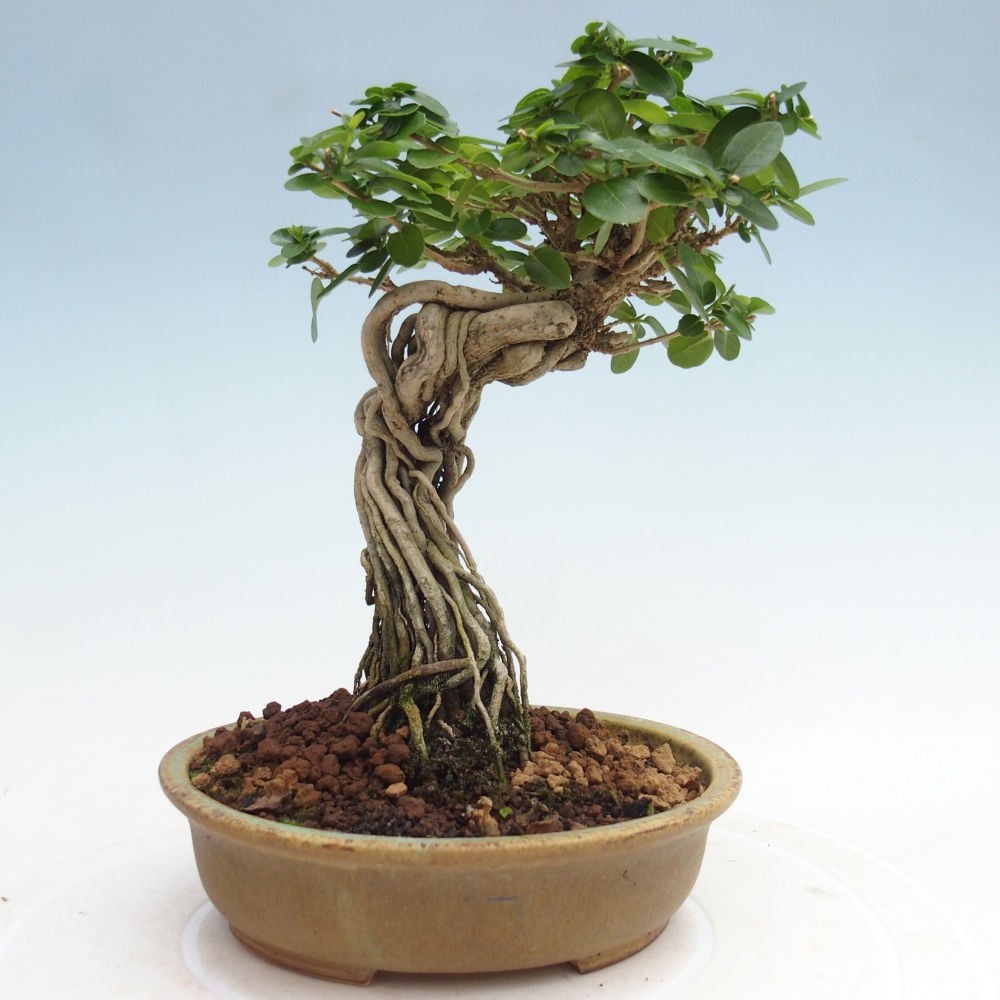 Pokojová bonsai - Premna serratifolia  - Kozlovoň malolistá