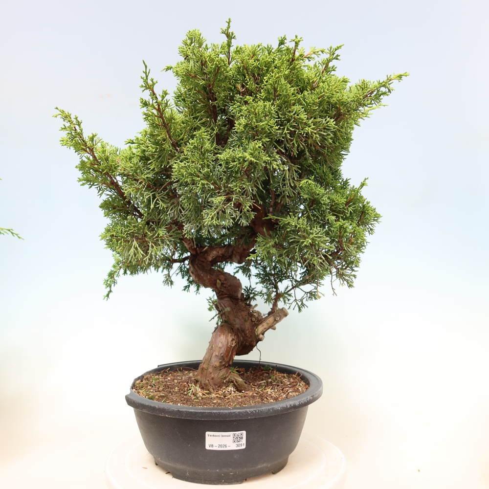 Venkovní bonsai - Juniperus chinensis Itoigawa-Jalovec čínský