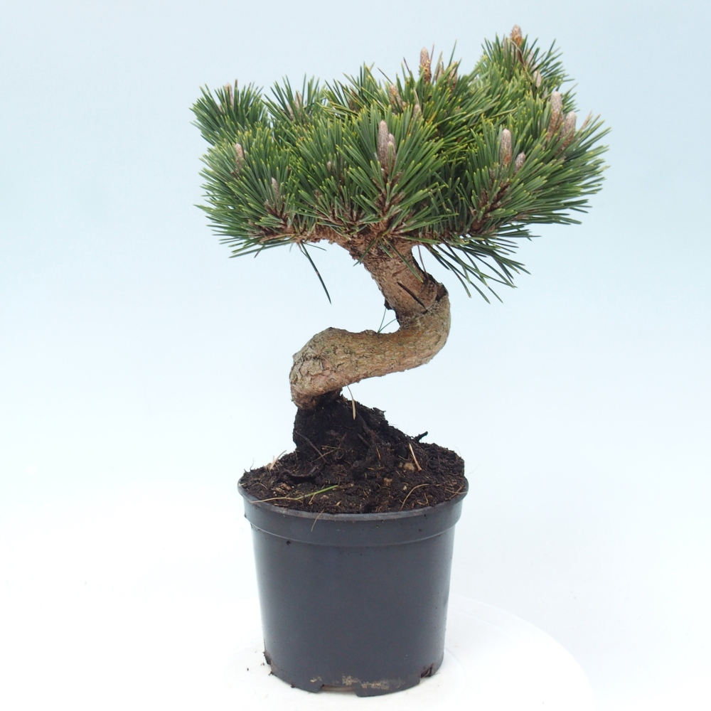 Venkovní bonsai - Pinus thunbergii senjyumaru - Borovice thunbergova