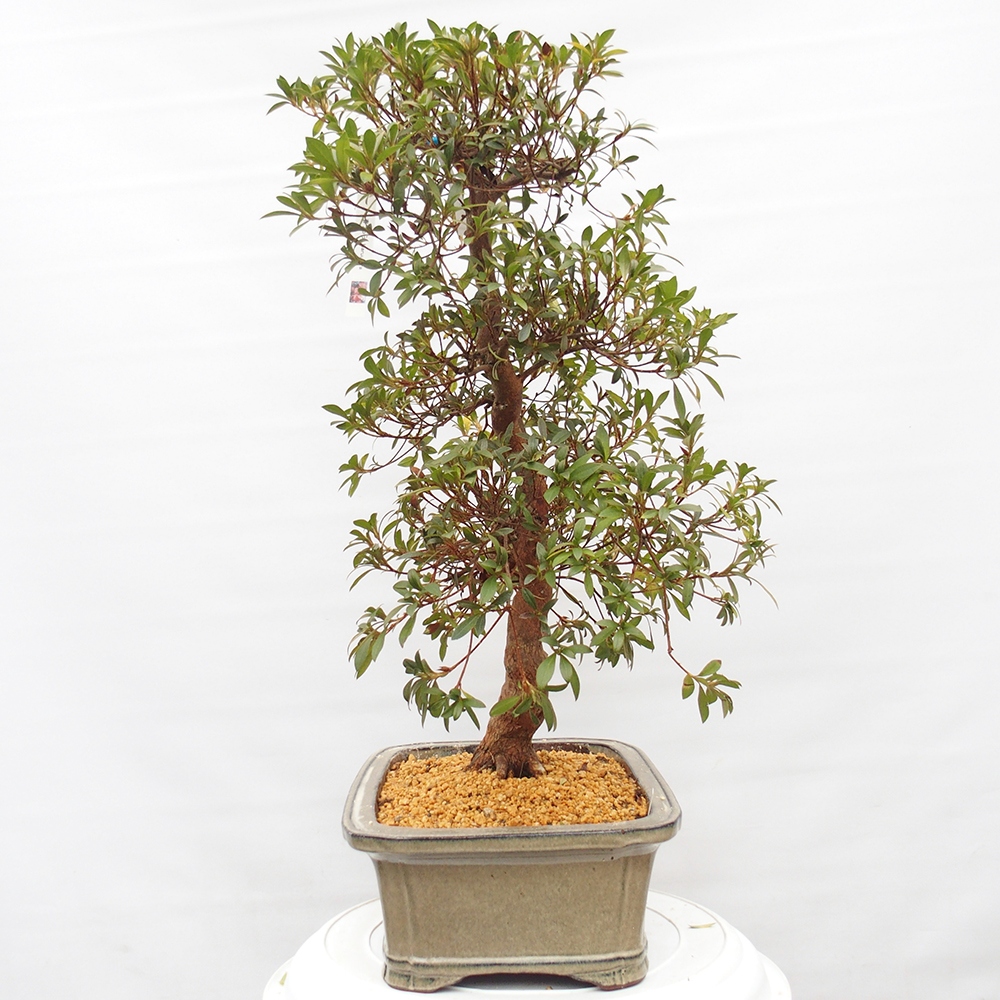 Venkovní bonsai - Japonská azalka - Azalea Haruurara
