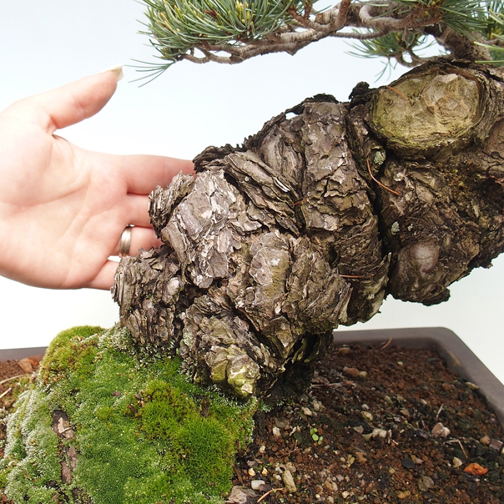 Venkovní bonsai - Pinus parviflora - Borovice drobnokvětá