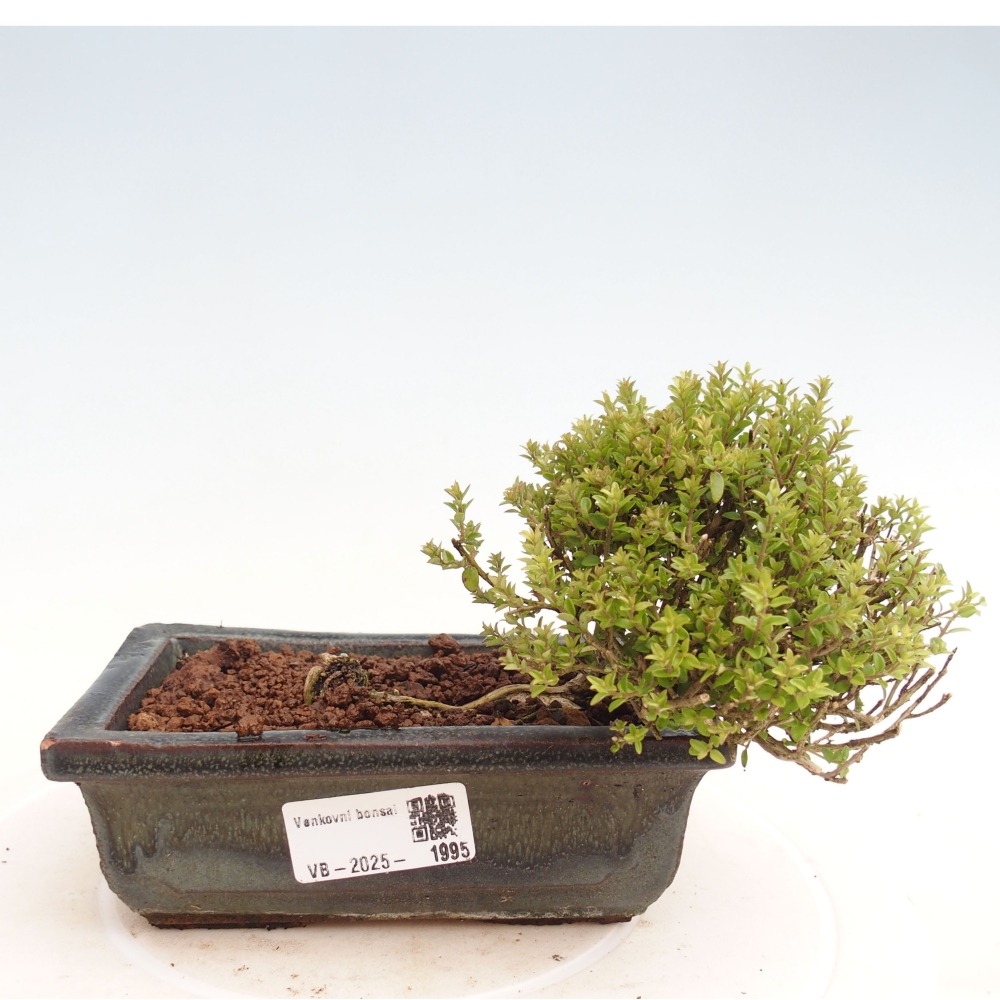 Venkovní bonsai-Lonicera nitida Twiggy -Zimolez