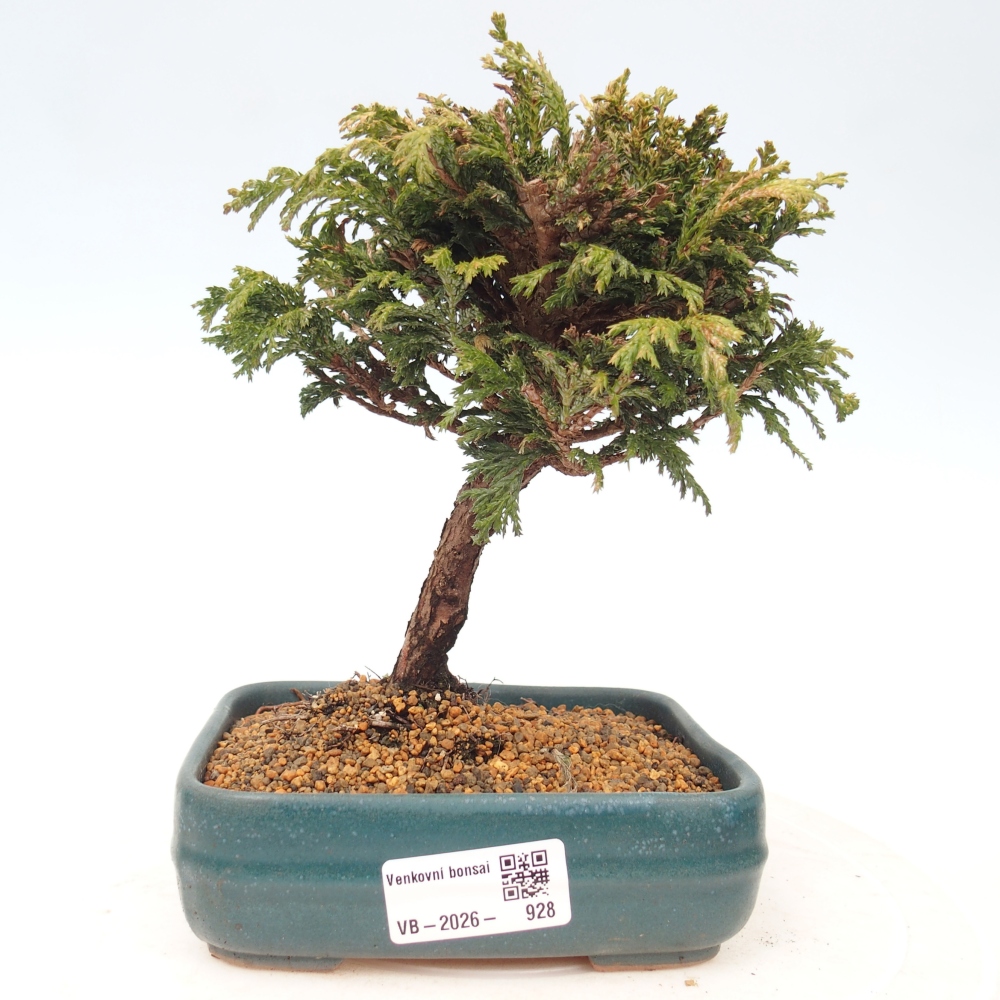 Venkovní bonsai - Cham.pis Parslori - Cypřišek