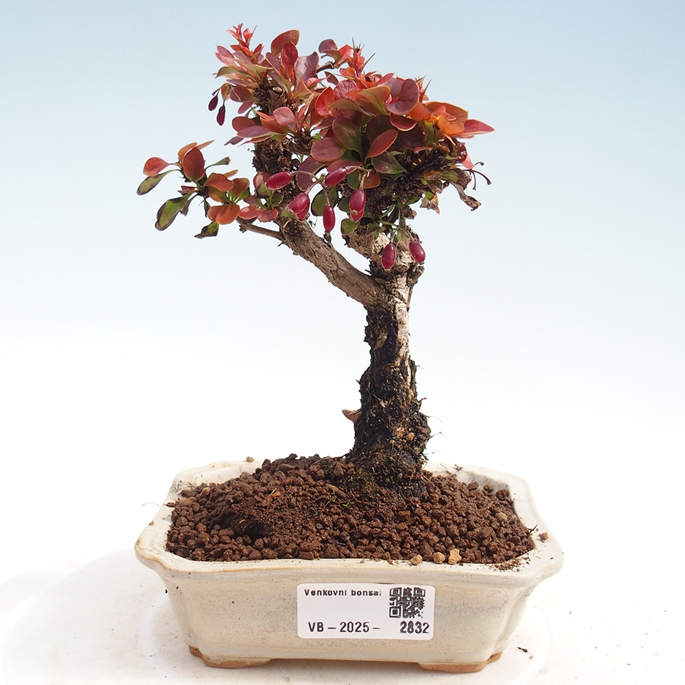 Venkovní bonsai - Berberis Thunbergii Bagatelle - Dřištál 