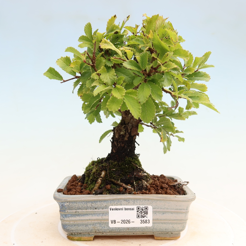 Venkovní bonsai - Zelkova - Zelkova NIRE