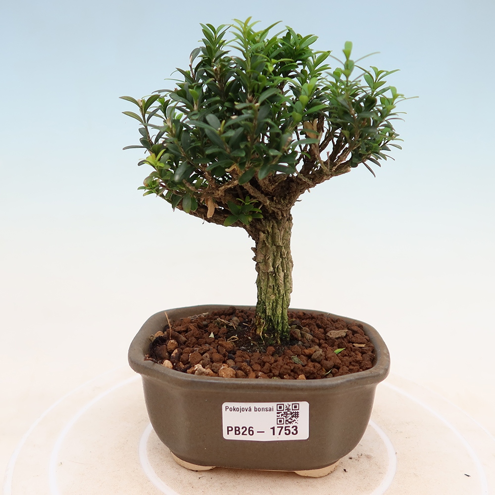Pokojová bonsai - Buxus harlandii -korkový buxus