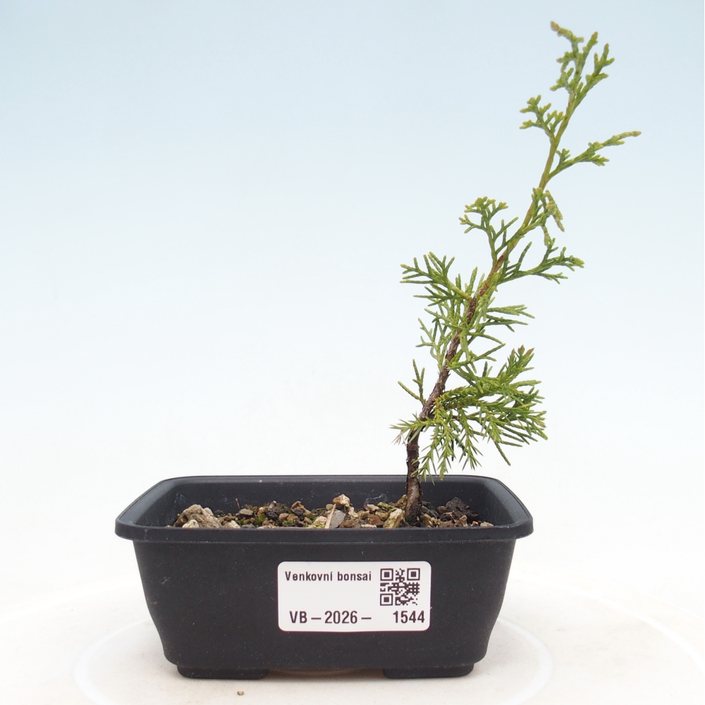 Venkovní bonsai - Juniperus chinensis Itoigawa -Jalovec čínský