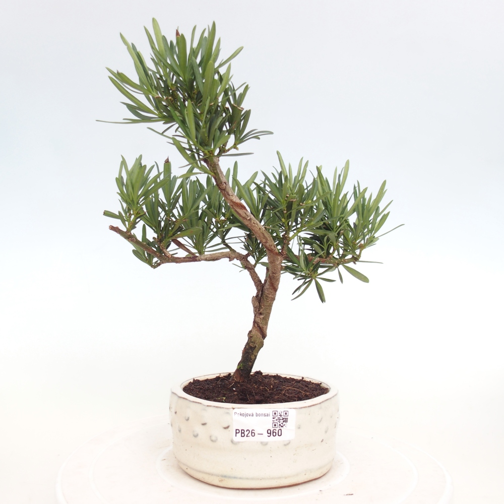 Pokojová bonsai - Podocarpus - Kamenný tis