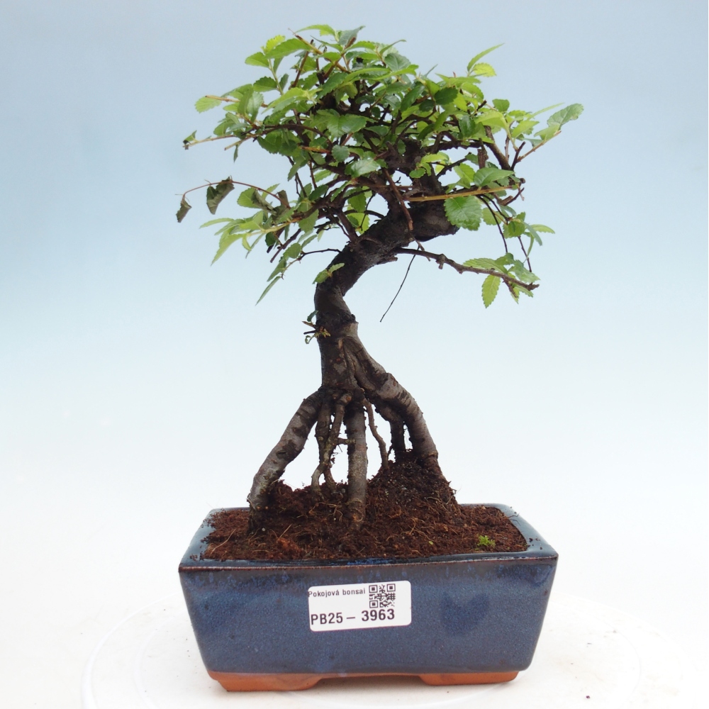 Pokojová bonsai - Ulmus parvifolia - Malolistý jilm