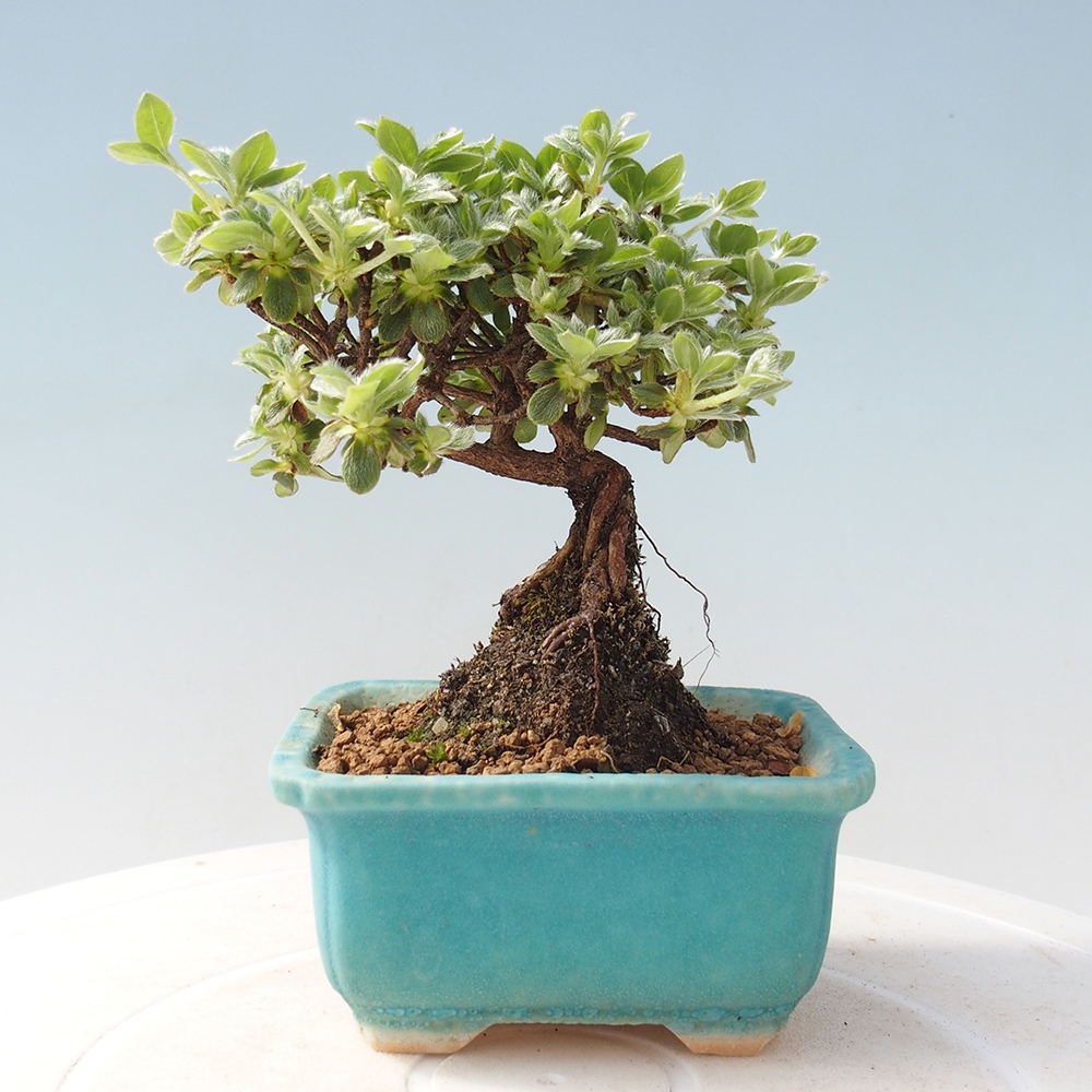 Venkovní bonsai - Rhododendron indicum - Japonská azalka