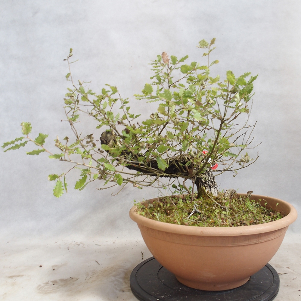 Venkovní bonsai Quercus Cerris - Dub Cer