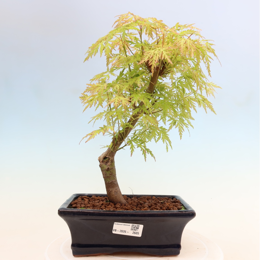 Venkovní bonsai - Acer palmatum Dissectum - Javor dlanitolistý 