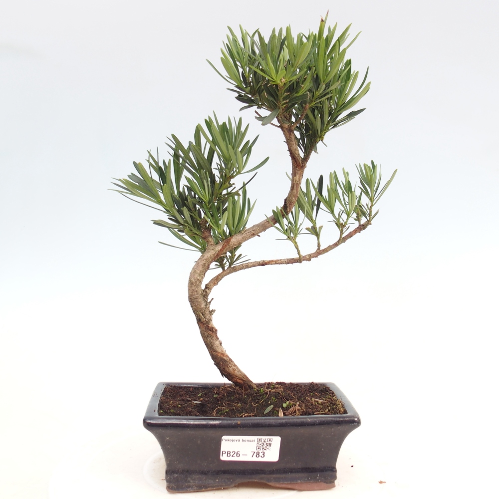 Pokojová bonsai - Podocarpus - Kamenný tis