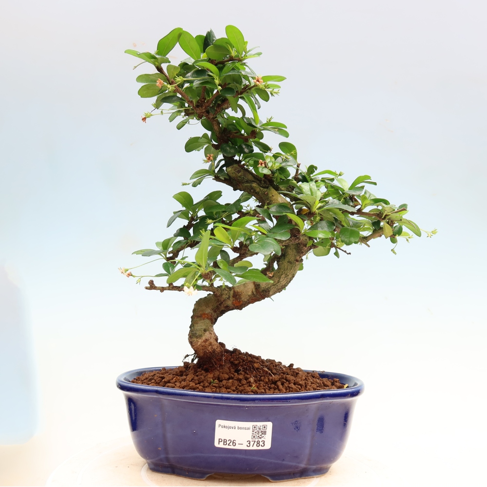 Pokojová bonsai - Carmona macrophylla - Čaj fuki