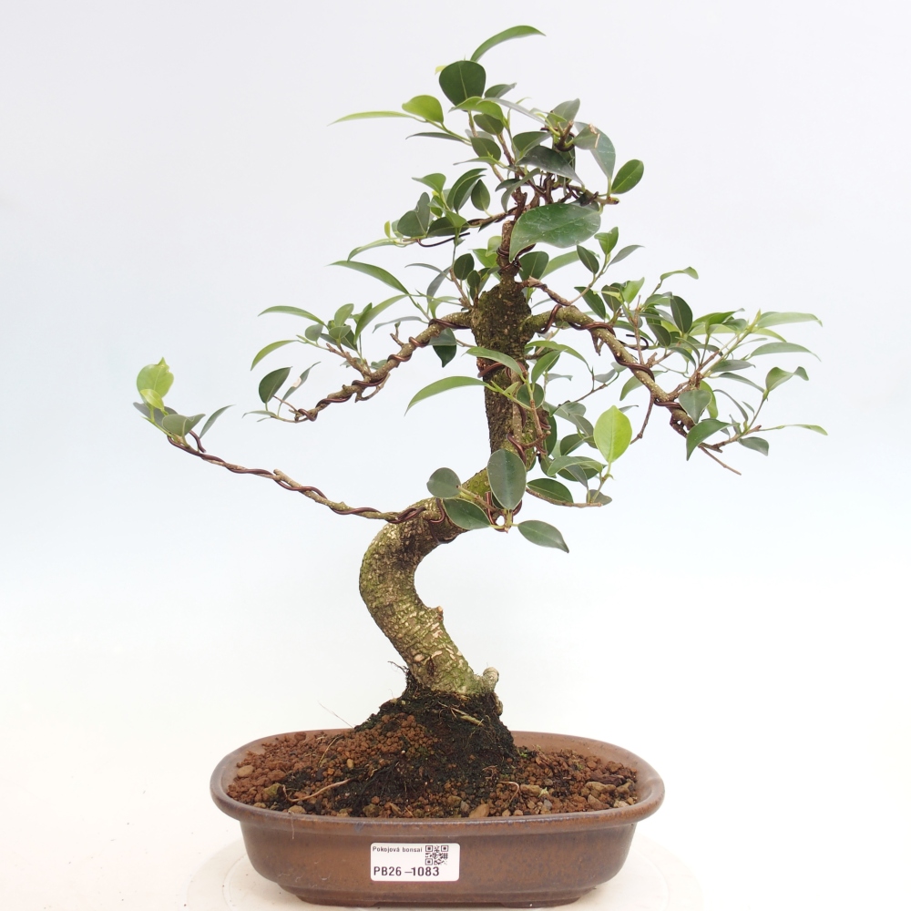 Pokojová bonsai - Ficus retusa -  malolistý fíkus
