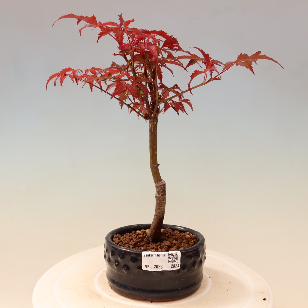Venkovní bonsai - Acer palm. Atropurpureum-Javor dlanitolistý
