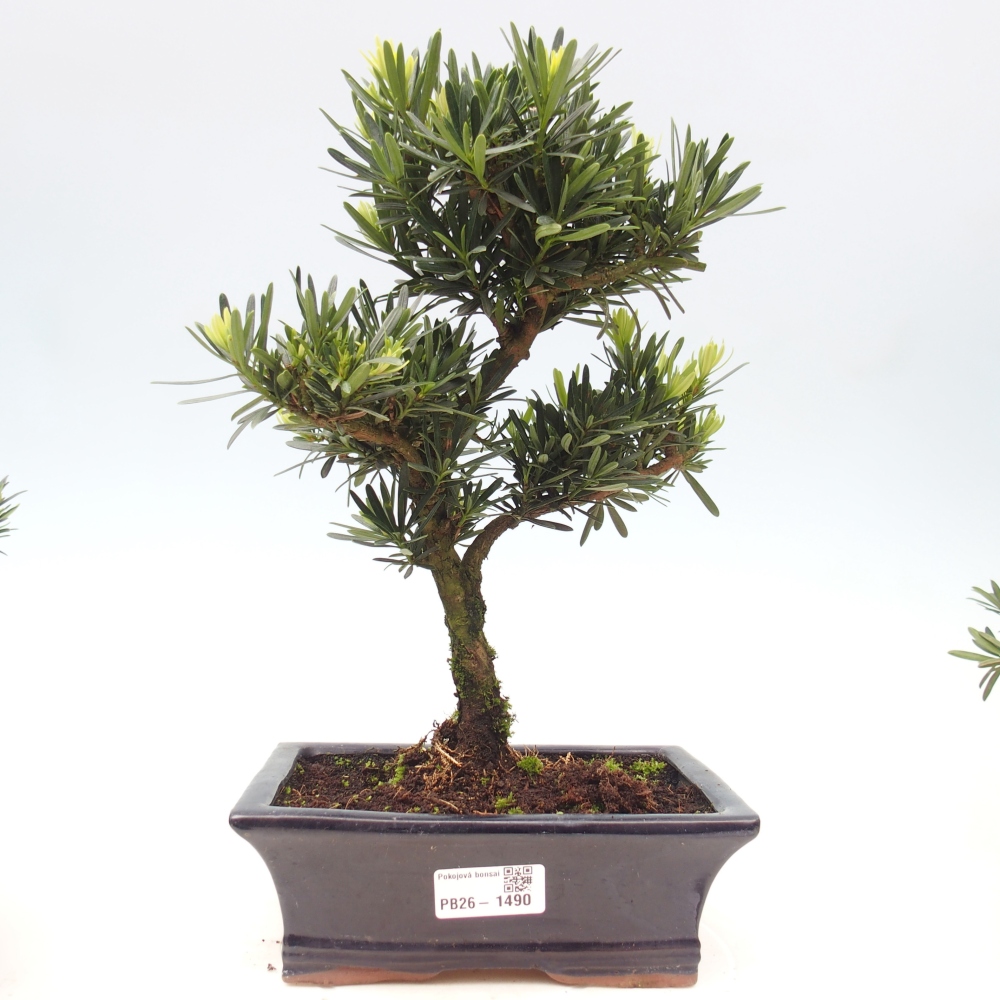 Pokojová bonsai - Podocarpus - Kamenný tis