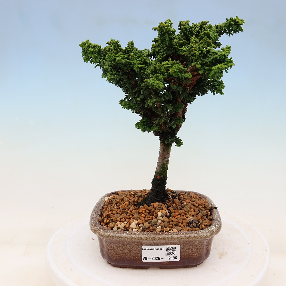 Venkovní bonsai - Cham. obtusa SEKKA HINOKI - Cypřišek