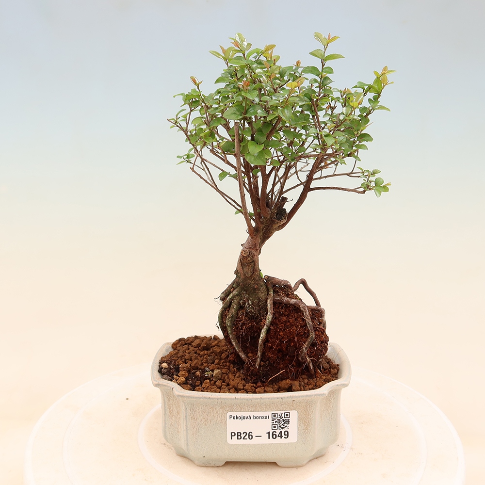 Pokojová bonsai - Sagerécie thea - Sagerécie thea