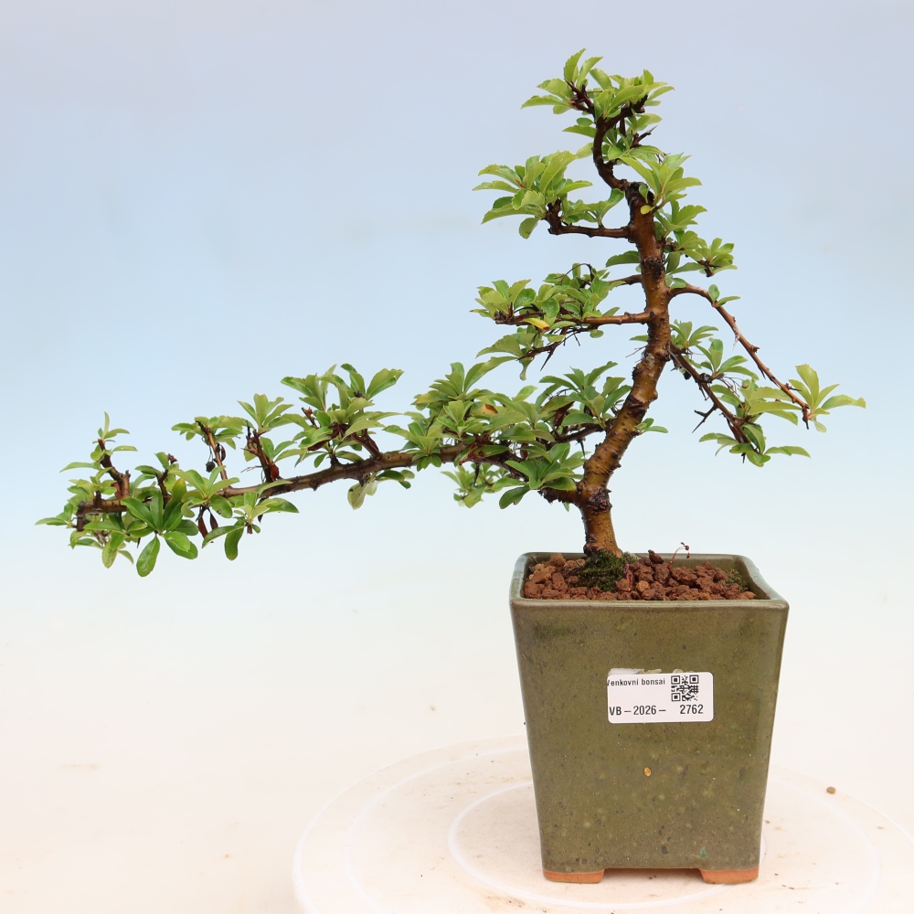 Venkovní bonsai - Pyracantha teton - Hlohyně šarlatová