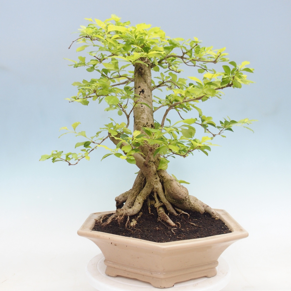 Pokojová bonsai - Duranta erecta Aurea - POUZE OSOBNÍ ODBĚR nebo paletová přeprava