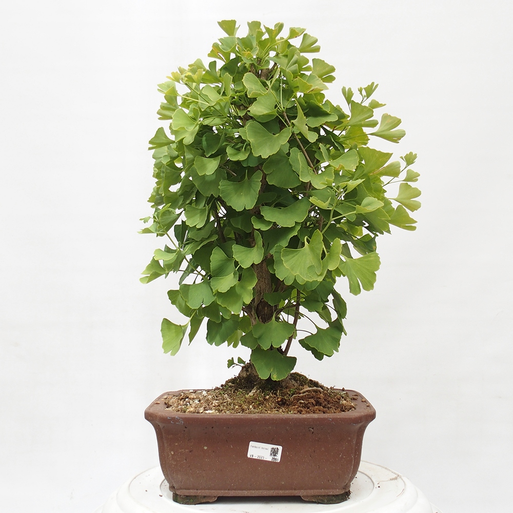 Venkovní bonsai - Jinan dvoulaločný - Ginkgo biloba