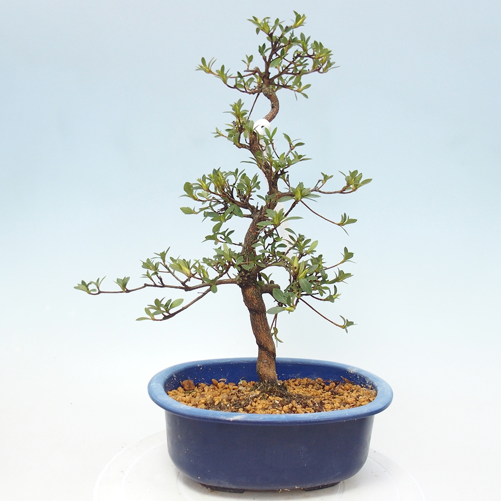 Venkovní bonsai - Japonská azalka - Azalea Ruka