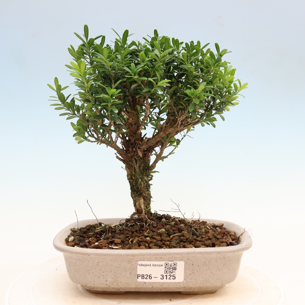 Pokojová bonsai - Buxus harlandii -korkový buxus