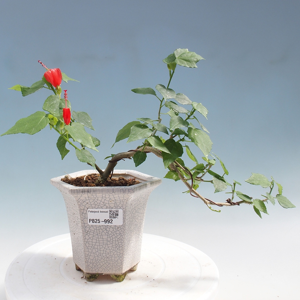 Pokojová bonsai - Malvaviscus arboreus - ibiškovec dřevnatý