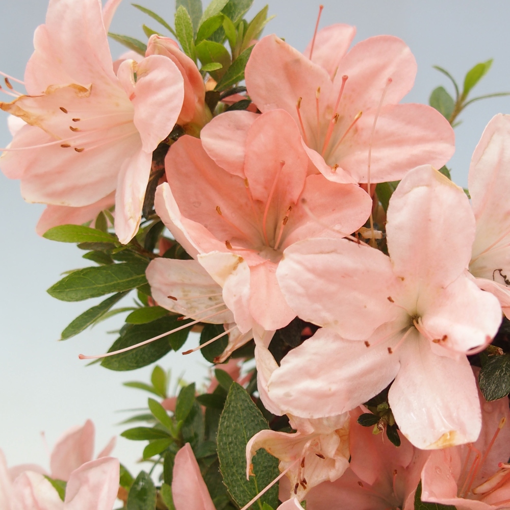 Venkovní bonsai - Japonská azalka - Azalea Nikko