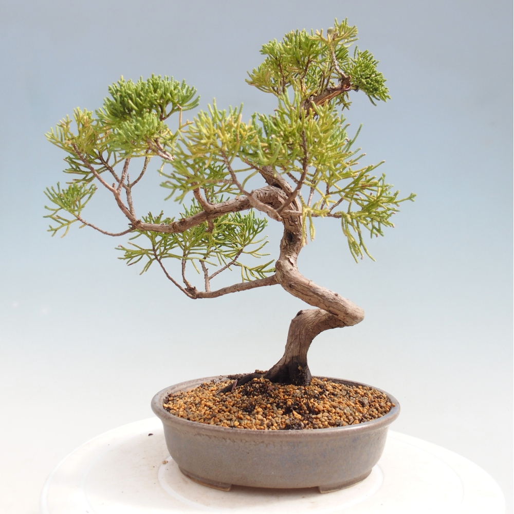 Venkovní bonsai - Juniperus chinensis Kishu -Jalovec čínský