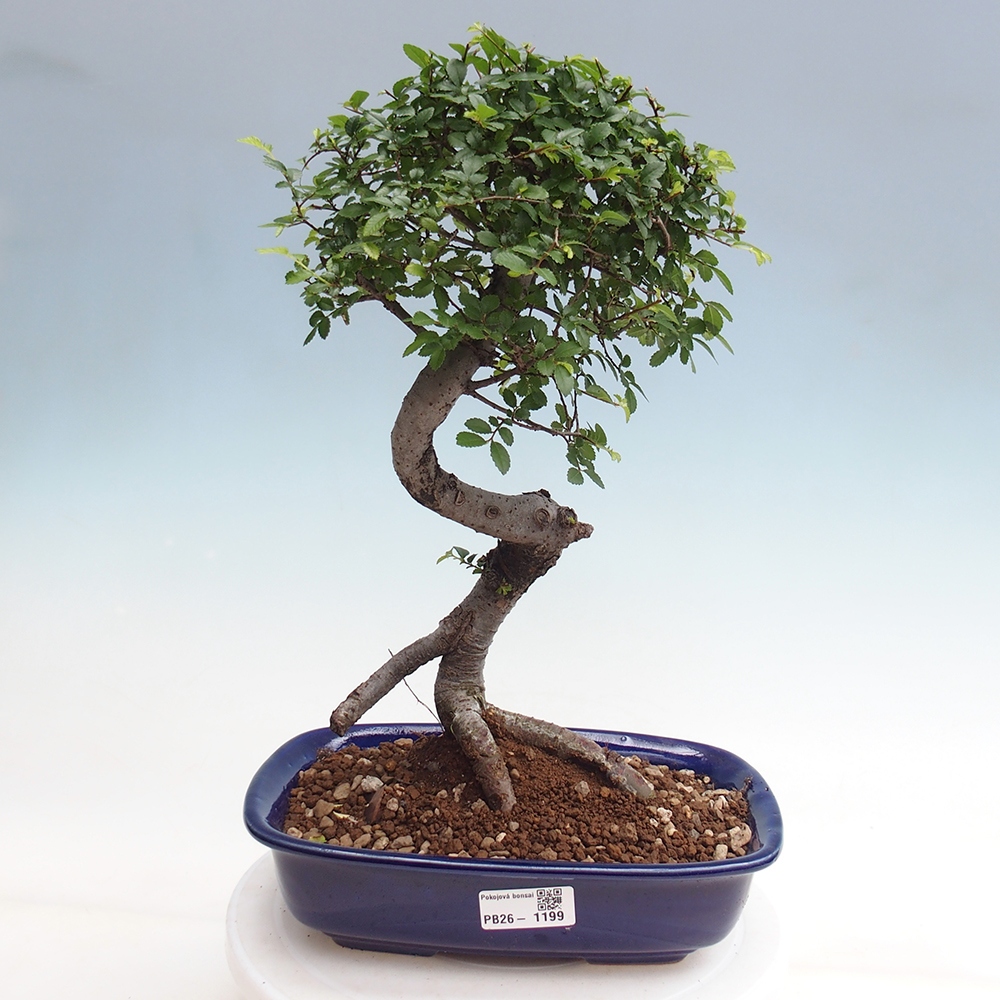 Pokojová bonsai - Ulmus parvifolia - Malolistý jilm