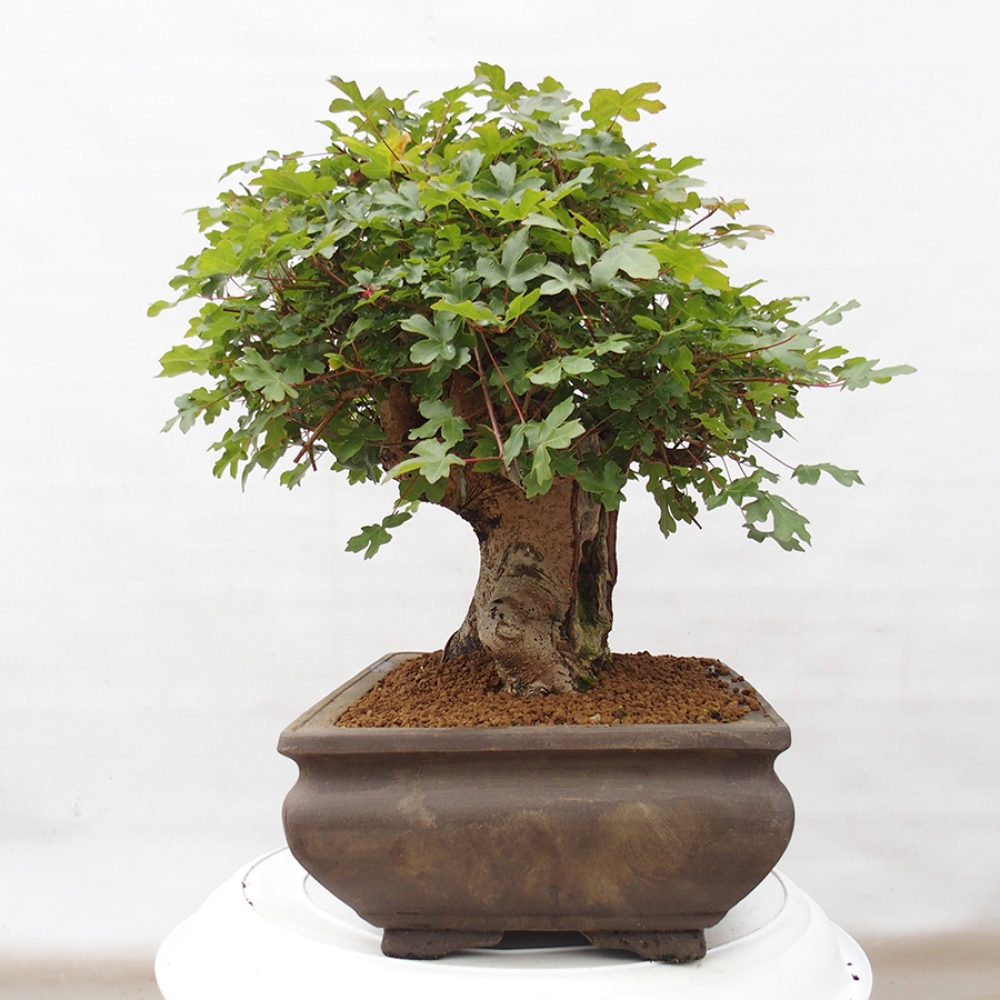 Venkovní bonsai - Javor Francouzský - Acer Nonspessulanum