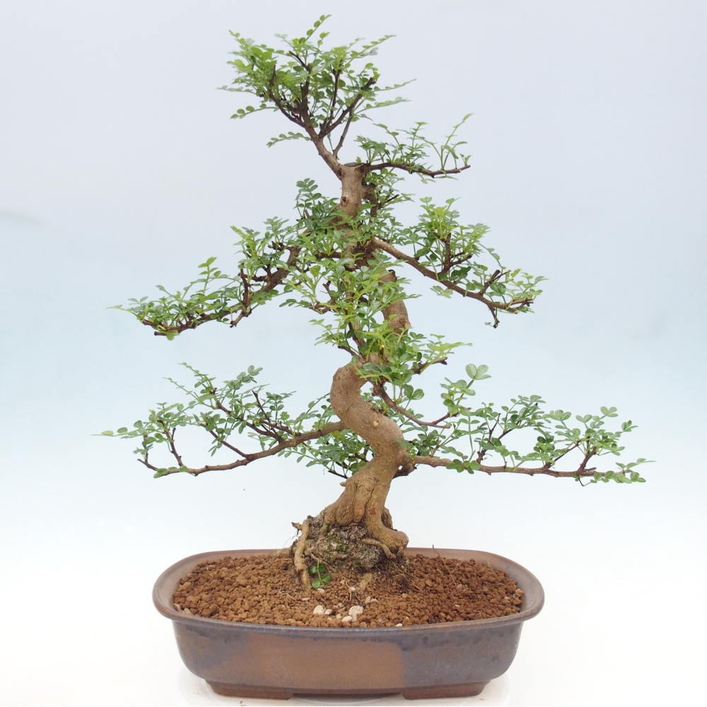 Pokojová bonsai - Zantoxylum piperitum - pepřovník