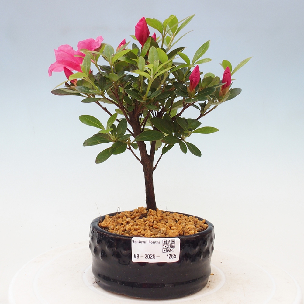 Venkovní bonsai - Japonská azalka - Azalea sp.