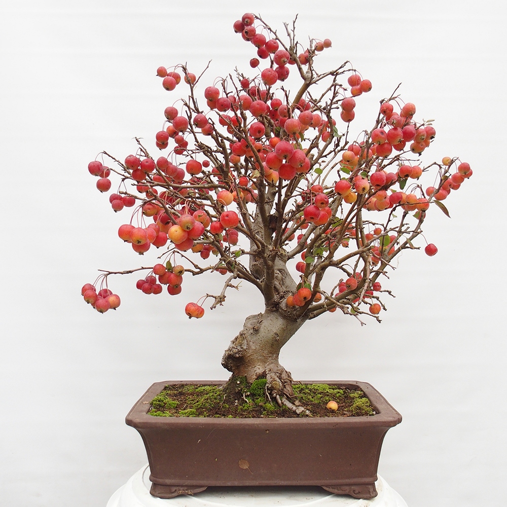 Venkovní bonsai -Malus halliana - Maloplodá jabloň