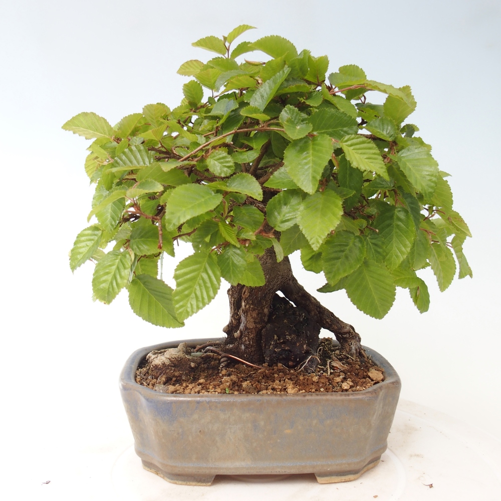 Venkovní bonsai -Carpinus CARPINOIDES - Habr korejský
