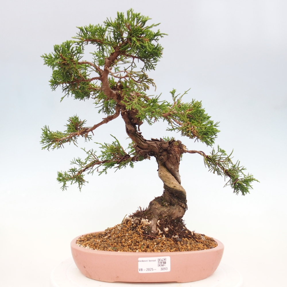 Venkovní bonsai - Juniperus chinensis Itoigawa -Jalovec čínský