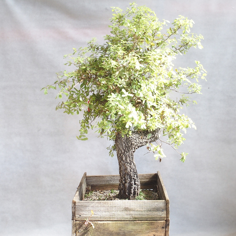 Venkovní bonsai Quercus Cerris - Dub Cer