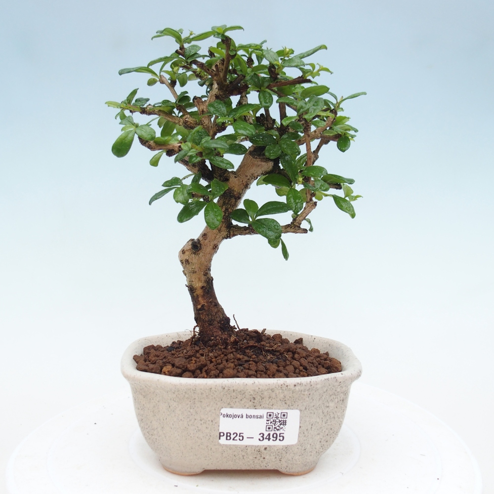 Pokojová bonsai - Carmona macrophylla - Čaj fuki